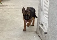 Tina with Pink collar, a female German Shepherd Dog for sale in Sacramento, CA – Photo 5 of 10