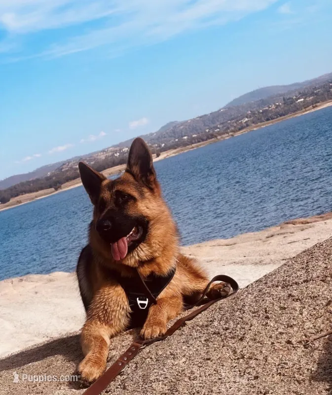 Max – German Shepherd Dog puppy for sale in Sacramento, CA