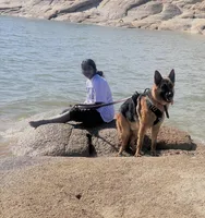 Max, a male German Shepherd Dog for sale in Sacramento, CA – Photo 3 of 5