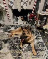 Max, a male German Shepherd Dog for sale in Sacramento, CA – Photo 5 of 5