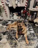 Max, a male German Shepherd Dog for sale in Sacramento, CA – Photo 4 of 5