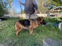 Gabby, a female German Shepherd Dog for sale in Sacramento, CA – Photo 4 of 4