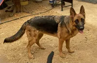 Gabby, a female German Shepherd Dog for sale in Sacramento, CA – Photo 2 of 4