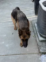 Quincee Von Rechtschaffenheit, a female German Shepherd Dog for sale in Sacramento, CA – 5 of 9