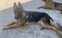 Odri Von Der Butch, a female German Shepherd Dog for sale in Sacramento, CA – Photo 5 of 8