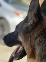 Odri Von Der Butch, a female German Shepherd Dog for sale in Sacramento, CA – Photo 4 of 8