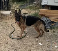 Odri Von Der Butch, a female German Shepherd Dog for sale in Sacramento, CA – Photo 1 of 8