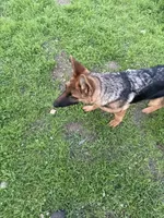 Annabelle, a female German Shepherd Dog for sale in Sacramento, CA – Photo 6 of 8