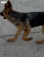 Annabelle, a female German Shepherd Dog for sale in Sacramento, CA – Photo 3 of 8