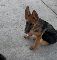 Annabelle, a female German Shepherd Dog for sale in Sacramento, CA – Photo 2 of 8