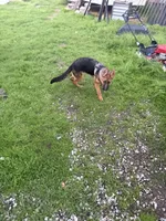 Annabelle, a female German Shepherd Dog for sale in Sacramento, CA – Photo 5 of 8