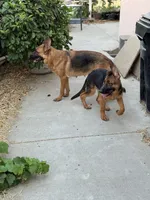 Annabelle, a female German Shepherd Dog for sale in Sacramento, CA – Photo 4 of 8