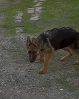Annabelle, a female German Shepherd Dog for sale in Sacramento, CA – Photo 1 of 8