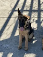 Purebred female GS, a female German Shepherd Dog for sale in Sacramento, CA – Photo 5 of 9
