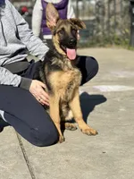 Purebred female GS, a female German Shepherd Dog for sale in Sacramento, CA – Photo 1 of 9