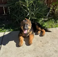 Puppy with brown collar, a male German Shepherd Dog for sale in Sacramento, CA – Photo 8 of 10