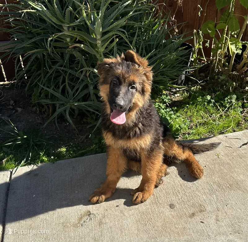 Puppy with brown collar