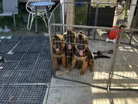 Puppy with brown collar, a male German Shepherd Dog for sale in Sacramento, CA – Photo 9 of 10