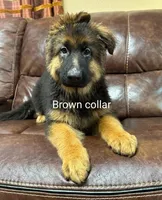 Puppy with brown collar, a male German Shepherd Dog for sale in Sacramento, CA – Photo 4 of 10
