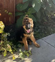 Puppy with brown collar, a male German Shepherd Dog for sale in Sacramento, CA – Photo 7 of 10