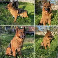Puppy with brown collar, a male German Shepherd Dog for sale in Sacramento, CA – Photo 3 of 10