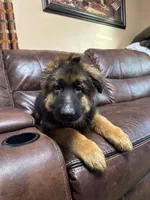 Puppy with brown collar, a male German Shepherd Dog for sale in Sacramento, CA – Photo 6 of 10