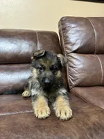 Blue collar, a male German Shepherd Dog for sale in Sacramento, CA – Photo 9 of 9