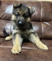 Blue collar, a male German Shepherd Dog for sale in Sacramento, CA – Photo 7 of 9