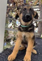 Blue collar, a male German Shepherd Dog for sale in Sacramento, CA – Photo 3 of 9