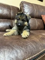 Blue collar, a male German Shepherd Dog for sale in Sacramento, CA – Photo 8 of 9