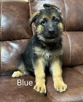 Blue collar, a male German Shepherd Dog for sale in Sacramento, CA – Photo 4 of 9