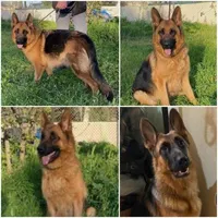 Blue collar, a male German Shepherd Dog for sale in Sacramento, CA – Photo 5 of 9