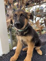 Blue collar, a male German Shepherd Dog for sale in Sacramento, CA – Photo 2 of 9