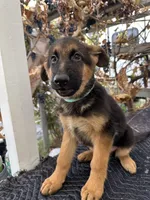 Blue collar, a male German Shepherd Dog for sale in Sacramento, CA – Photo 1 of 9