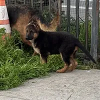 Tobias Vom Galleon , a male German Shepherd Dog for sale in Sacramento, CA – Photo 8 of 10