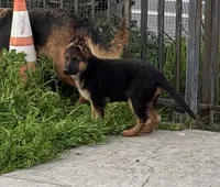 Best puppy, a male German Shepherd Dog for sale in Sacramento, CA – Photo 1 of 10