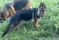 Tobias Vom Galleon , a male German Shepherd Dog for sale in Sacramento, CA – 6 of 10