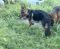 Tobias Vom Galleon , a male German Shepherd Dog for sale in Sacramento, CA – 7 of 10