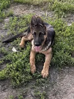 Tobias Vom Galleon , a male German Shepherd Dog for sale in Sacramento, CA – Photo 5 of 10