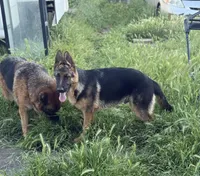 Tobias Vom Galleon , a male German Shepherd Dog for sale in Sacramento, CA – 8 of 10