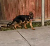 Tobias Vom Galleon , a male German Shepherd Dog for sale in Sacramento, CA – Photo 4 of 10