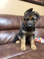 Best puppy, a male German Shepherd Dog for sale in Sacramento, CA – Photo 9 of 10