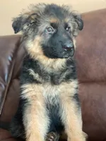 LG Male, a male German Shepherd Dog for sale in Sacramento, CA – Photo 6 of 7