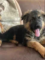 LG Male, a male German Shepherd Dog for sale in Sacramento, CA – Photo 1 of 7