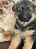 LG Male, a male German Shepherd Dog for sale in Sacramento, CA – Photo 7 of 7
