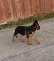 Tobias Vom Galleon , a male German Shepherd Dog for sale in Sacramento, CA – Photo 6 of 10