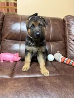 Best puppy, a male German Shepherd Dog for sale in Sacramento, CA – Photo 7 of 10