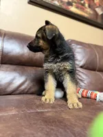 Best puppy, a male German Shepherd Dog for sale in Sacramento, CA – Photo 10 of 10