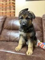 Best puppy, a male German Shepherd Dog for sale in Sacramento, CA – Photo 8 of 10