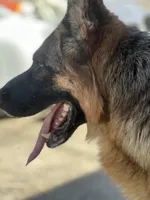 Odri Von Der Butch, a female German Shepherd Dog for sale in Sacramento, CA – Photo 6 of 8